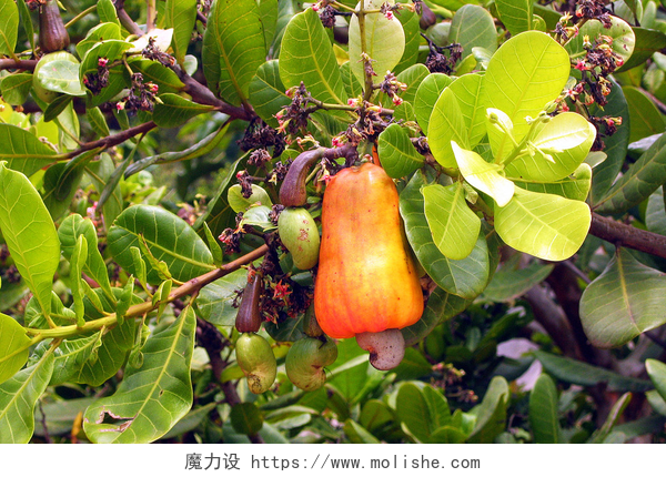 腰果果实挂在树上腰果水果